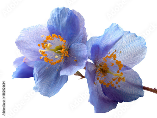 Beautiful blue flowers with delicate petals and vibrant orange stamens create stunning visual display