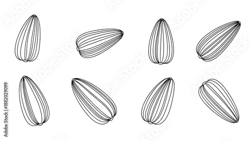 Collection of hand-drawn sunflower seed sketches in various positions showing fine black lines and textures.