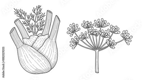 Detailed botanical illustration of a fennel bulb with its feathery leaves and a stalk of flowering yellow seeds.