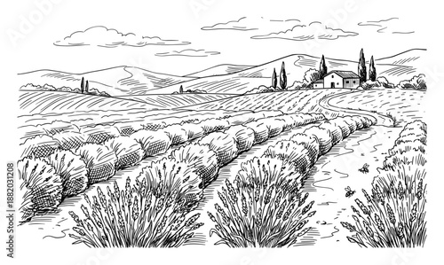 Hand drawn landscape sketch of a lavender field with a house, cypress trees and hills in the background.