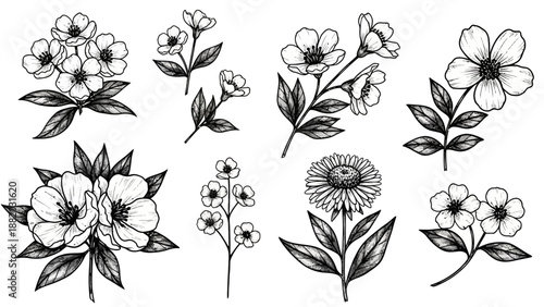 Assorted flowers and plants illustrated in black and white line art, showcasing various botanical elements and delicate details.