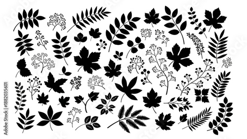 An overhead view of a collection of various black silhouetted leaves and flowers arranged intricately on a plain background.