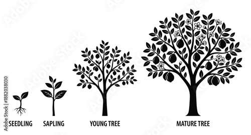 Tree growth stages, from seedling to mature. Development stages. Botany illustration, plant progression.