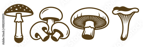 Vector illustration of different mushroom types. Ideal for cooking or biology projects.