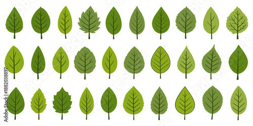 Vector set of a variety of green leaves perfect for nature inspired designs, illustrations or backgrounds.