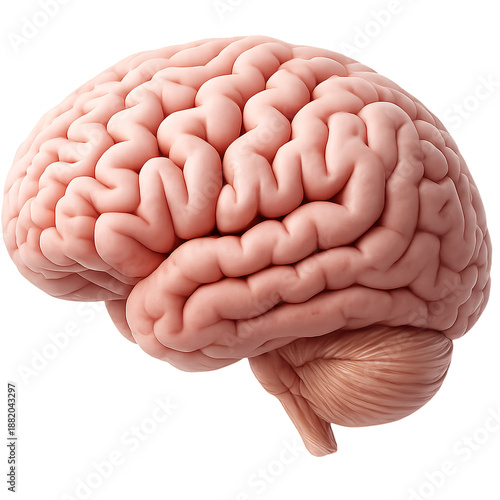 Wallpaper Mural Human Brain Anatomy Model Torontodigital.ca