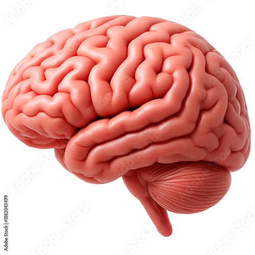 Wallpaper Mural Human Brain Anatomy Model Torontodigital.ca