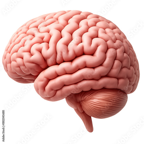 Wallpaper Mural Human Brain Anatomy Model Torontodigital.ca