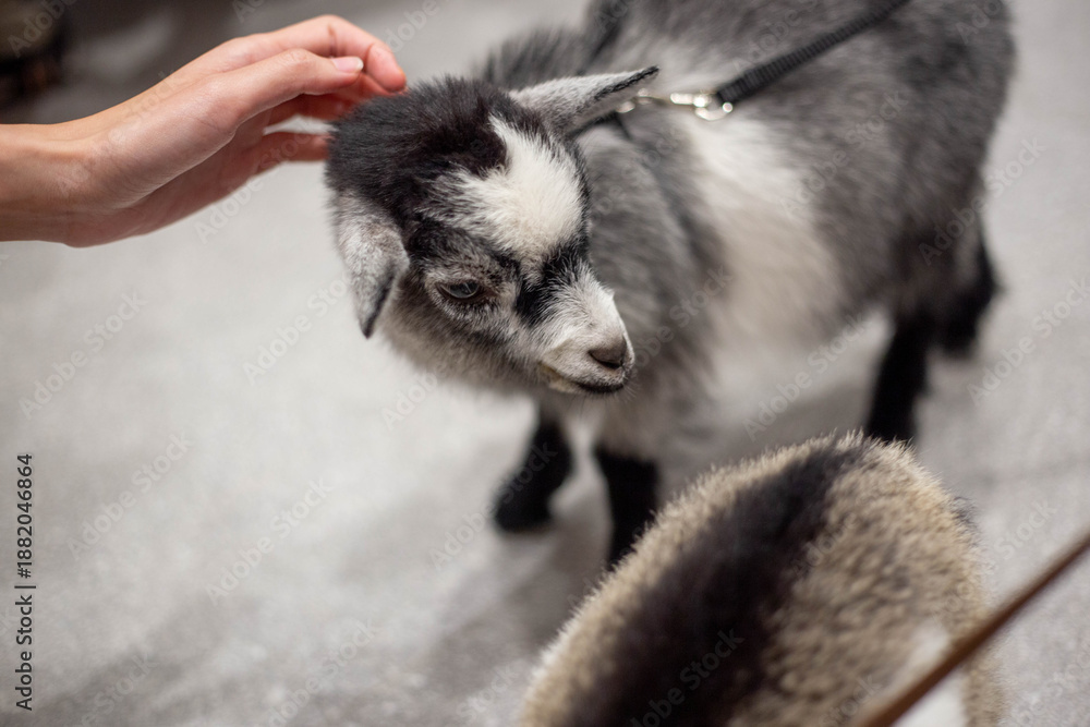 Obraz premium A Mini Pygmy Goats with gray and white fur enjoys being gentle petted by a human hand. 