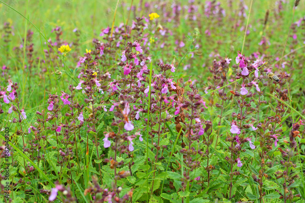 Obraz premium Teucrium chamaedrys grows in nature in summer