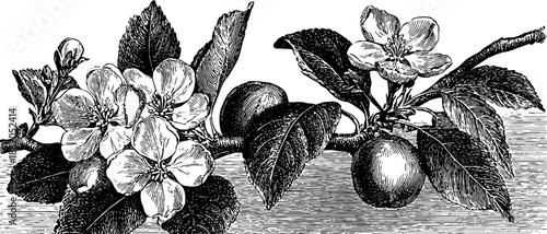 Vintage botanical illustration of apple branch with blossoms and fruit for retro decor