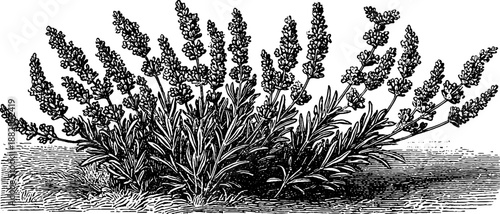 Lavender plant blossoms in vintage botanical style - 19th century engraving for classic design