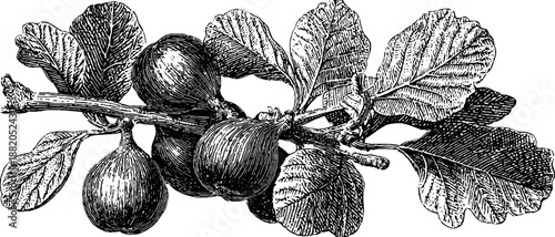 Vintage botanical sketch of fig branch with ripe fruit and leaves for design use