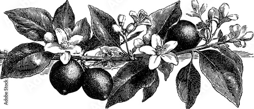 Vintage botanical lemon branch with flowers and fruit for retro design
