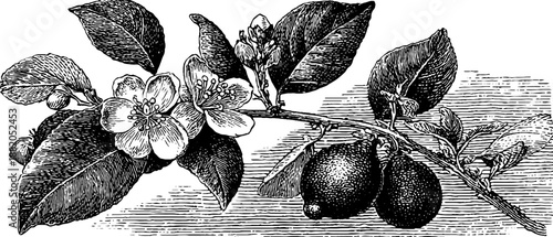 Vintage botanical engraving of lemon branch with flowers and fruit for retro design
