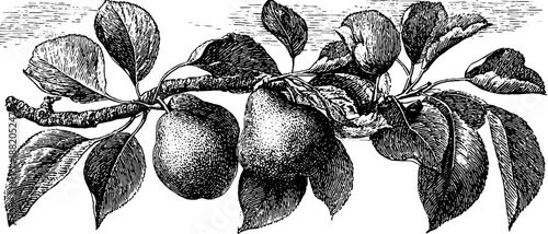 Vintage pear branch botanical engraving with leaves and fruit for design