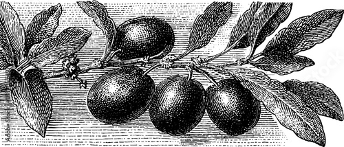 Olive branch with leaves and fruit engraving for botanical art and vintage design
