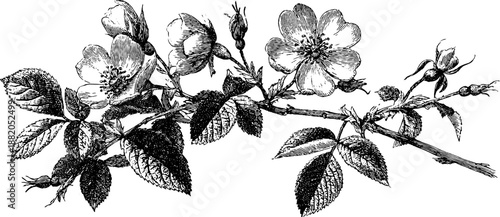 Wild rose branch with flowers and leaves vintage botanical design for print
