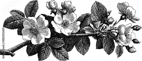 Vintage botanical wild rose branch with flowers and leaves engraving for design