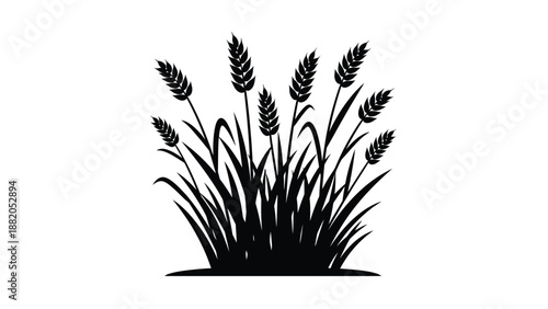 a detailed black and white illustration of a wheat stalk and grassy plant