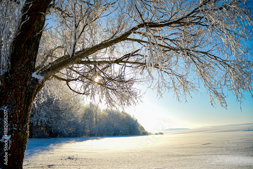 Beautiful winter scenery with frosty trees 