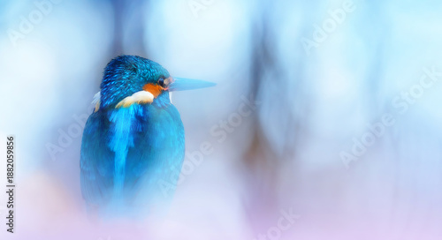 What a wonderful bird photograph. Common Kingfisher Alcedo atthis. Nature background. 