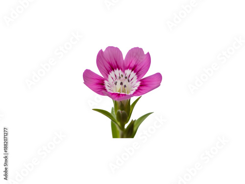 Wallpaper Mural Pink flower isolated on transparent background Torontodigital.ca