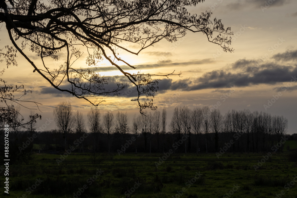 Obraz premium sunset in the forest