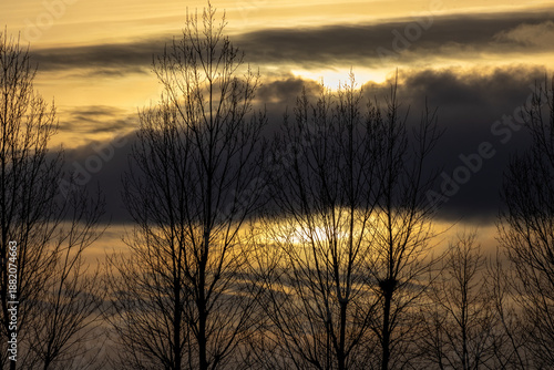 sunset in the forest