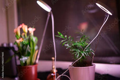 Potted indoor plants, including calla lilies, thriving under modern circular LED grow lights for optimal growth in a cozy home garden setting, perfect for urban plant care concepts.