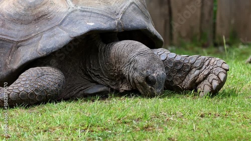 The Aldabra giant tortoise (Aldabrachelys gigantea) on Curieuse island (the site of a successful wild tortoise conservation program) of Praslin island in the Seychelles
