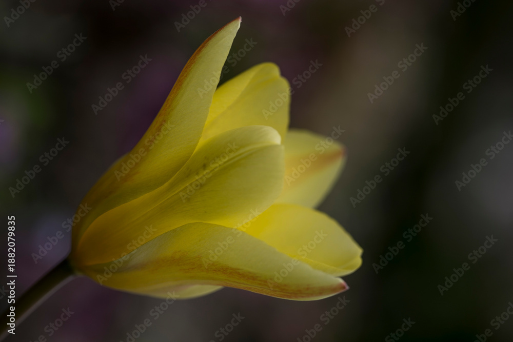 Obraz premium Nahaufnahmen des Kelchs einer Tulpenblüte.