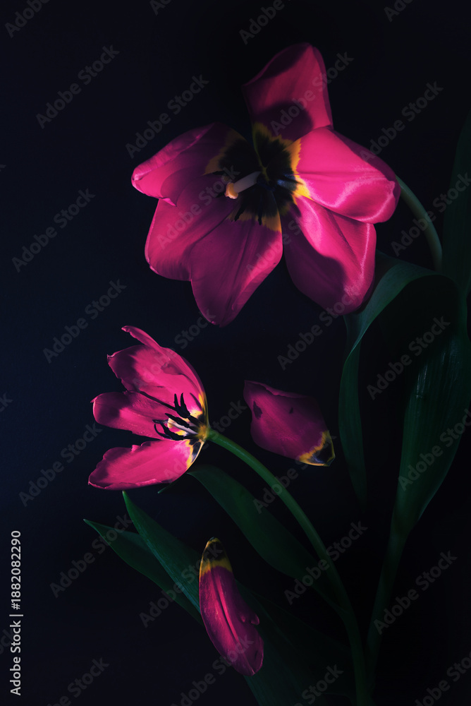 Fototapeta premium Różowe tulipany na czarnym tle, nastrojowa kompozycja fine art