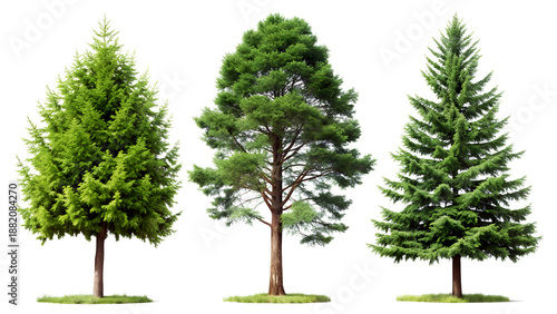 Three green pine trees (conifer, spruce, or fir) isolated on a transparent background, realistic PNG element.