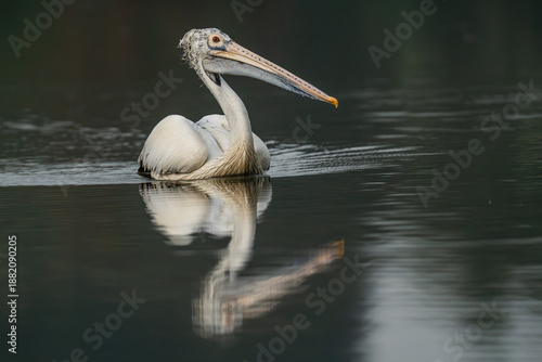 Spot-billed pelican  at a small lake