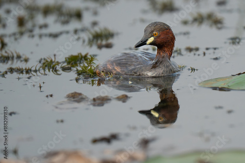 A close-up of a little grebe swimming in a pond 