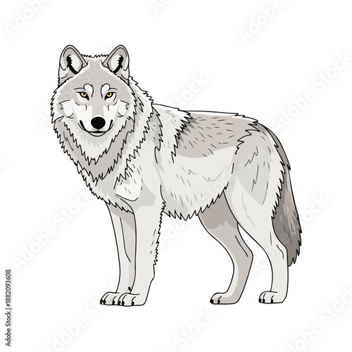 Gray wolf standing on white background looking forward