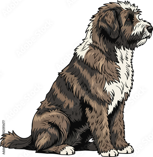 Pyrenean Sheepdog sitting side profile view looking away