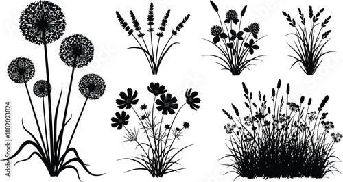 Collection of detailed black and white silhouette vector graphics depicting various types of wild meadow grasses flowers and seed heads