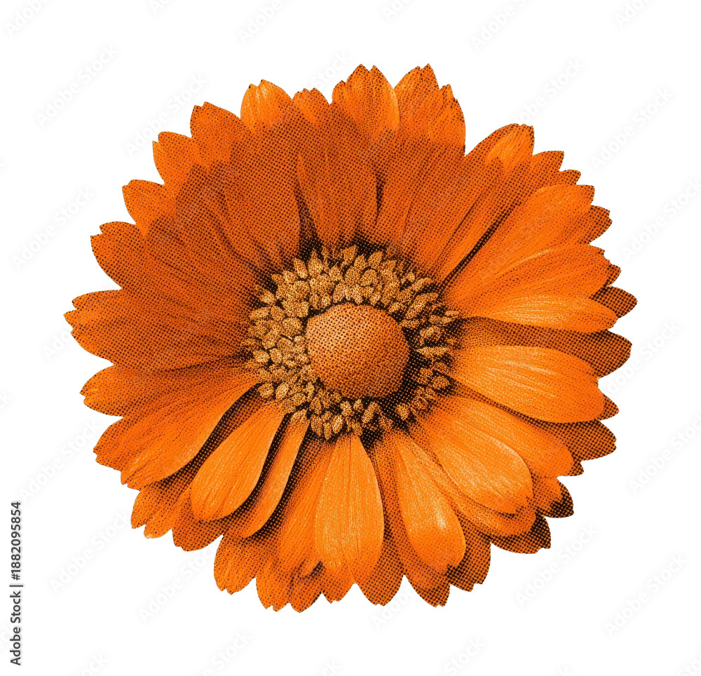 Fototapeta premium PNG Vintage orange flower illustration