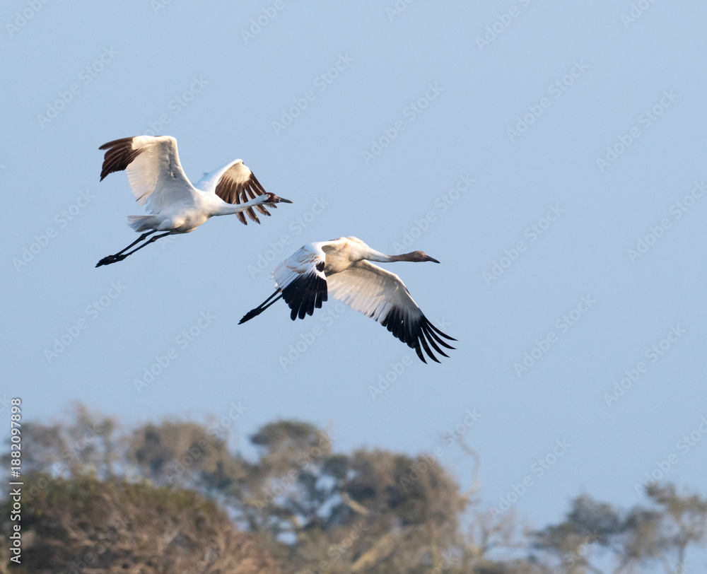 Obraz premium The couple of whooping cranes (Grus americana), an endangered crane species, in flight on the blue sky background