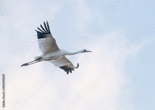 Fotografía A  whooping crane (Grus americana), an endangered crane species, in flight on th