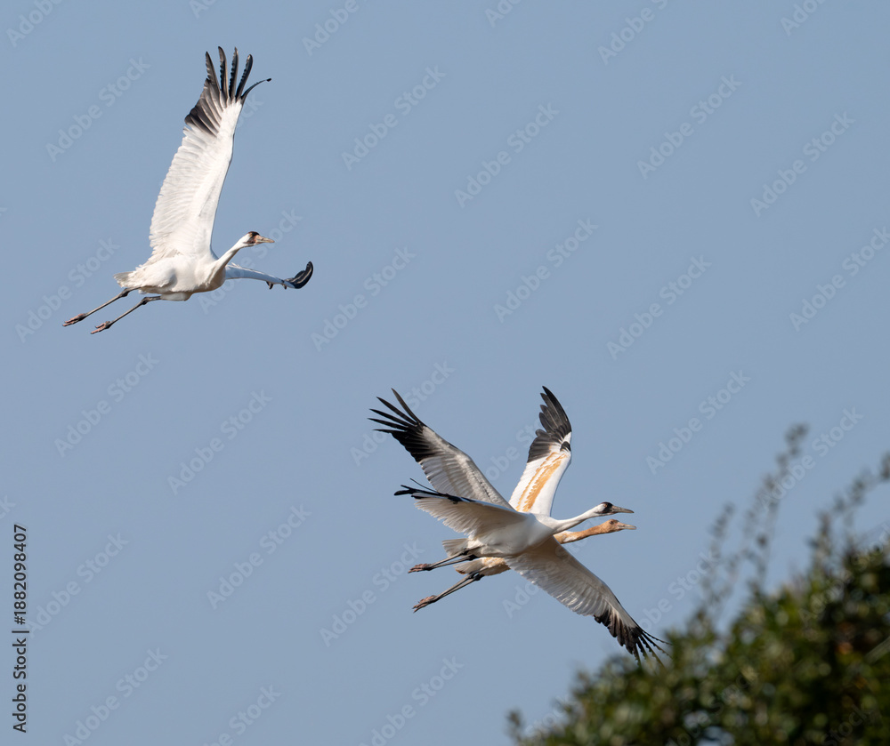 Obraz premium A family of whooping cranes (Grus americana), an endangered crane species, in flight on the blue sky background