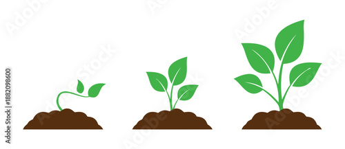 Plant Growth Stages From Seedling To Mature Plant Showing Time Lapse And Progress Of Lifecycle Symbolizing Development Cultivation And Nurturing