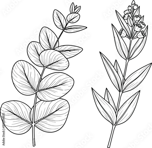 Black and white line art illustration of two distinct eucalyptus plant branches featuring rounded juvenile leaves and elongated mature leaves with blooming flower buds for botanical designs.