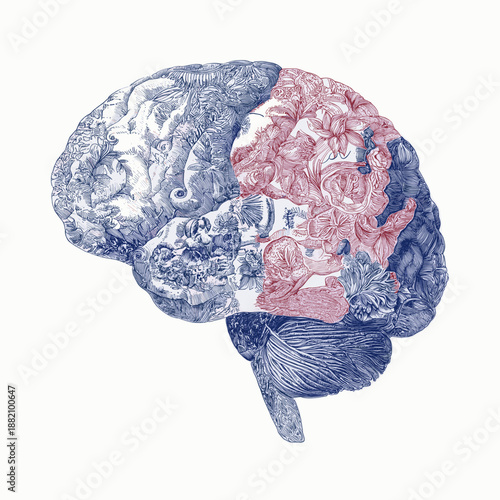 Human brain with intricate floral patterns blending blue and red against a white background. Patterned brain illustrating creative thought and complex mind