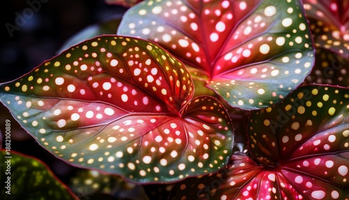 close up of unique textured begonia leaves with bright polka dots showcasing nature s beauty and intricate patterns on a dark background
