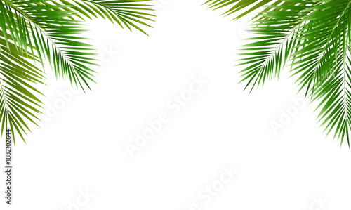 Eco Frame With Green Palm Tree Leaves
