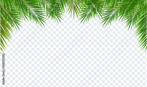 Nature Frame And Green Palm Tree Leaves Transparent Background