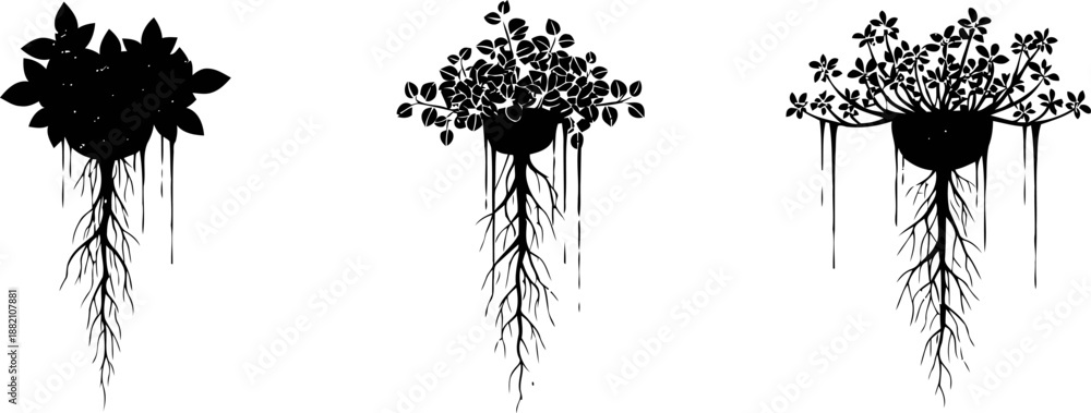 Fototapeta premium silhouettes of three hanging plants with visible roots in different pots